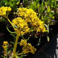 Patrinia intermedia